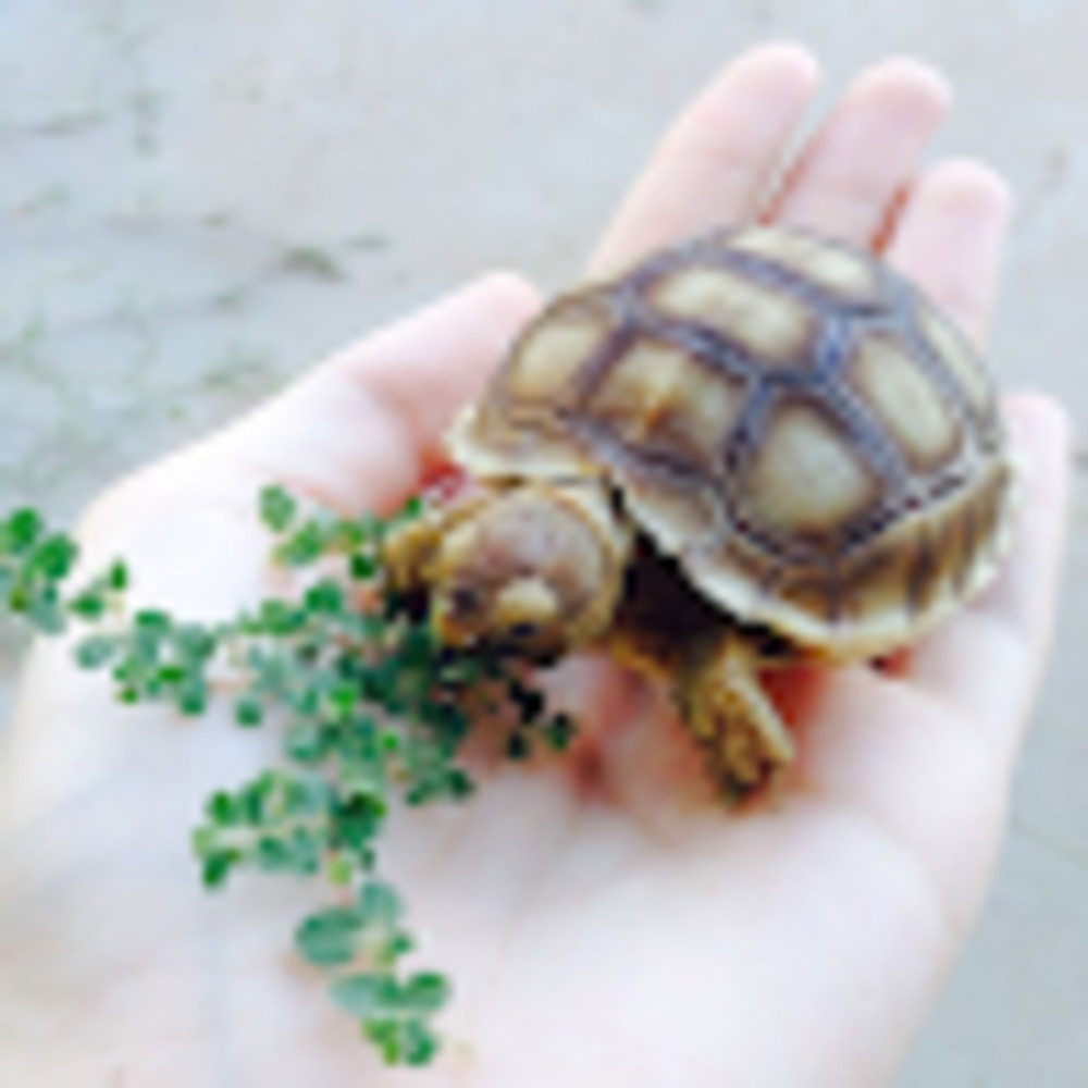 Meet your Posher, Samson